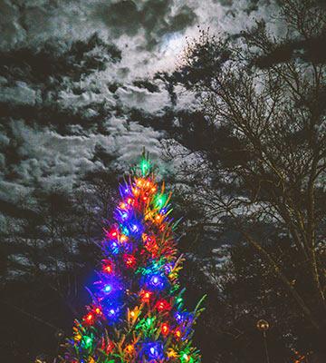 Christmas tree under the moon