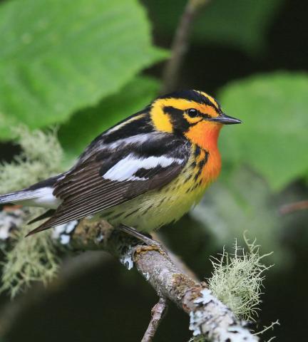 Photo of Blackburnian warbler by Bob Gress