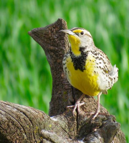 A western meadowlark sings while sitting on a tree branch